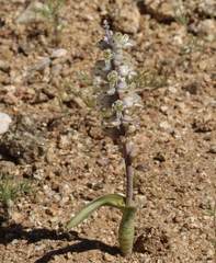 Lachenalia inconspicua