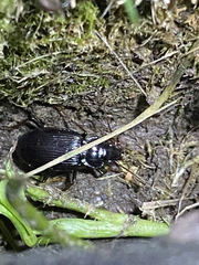 Nebria brevicollis