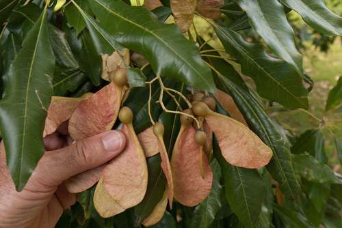 Argyrodendron actinophyllum (F.Muell.) Edlin