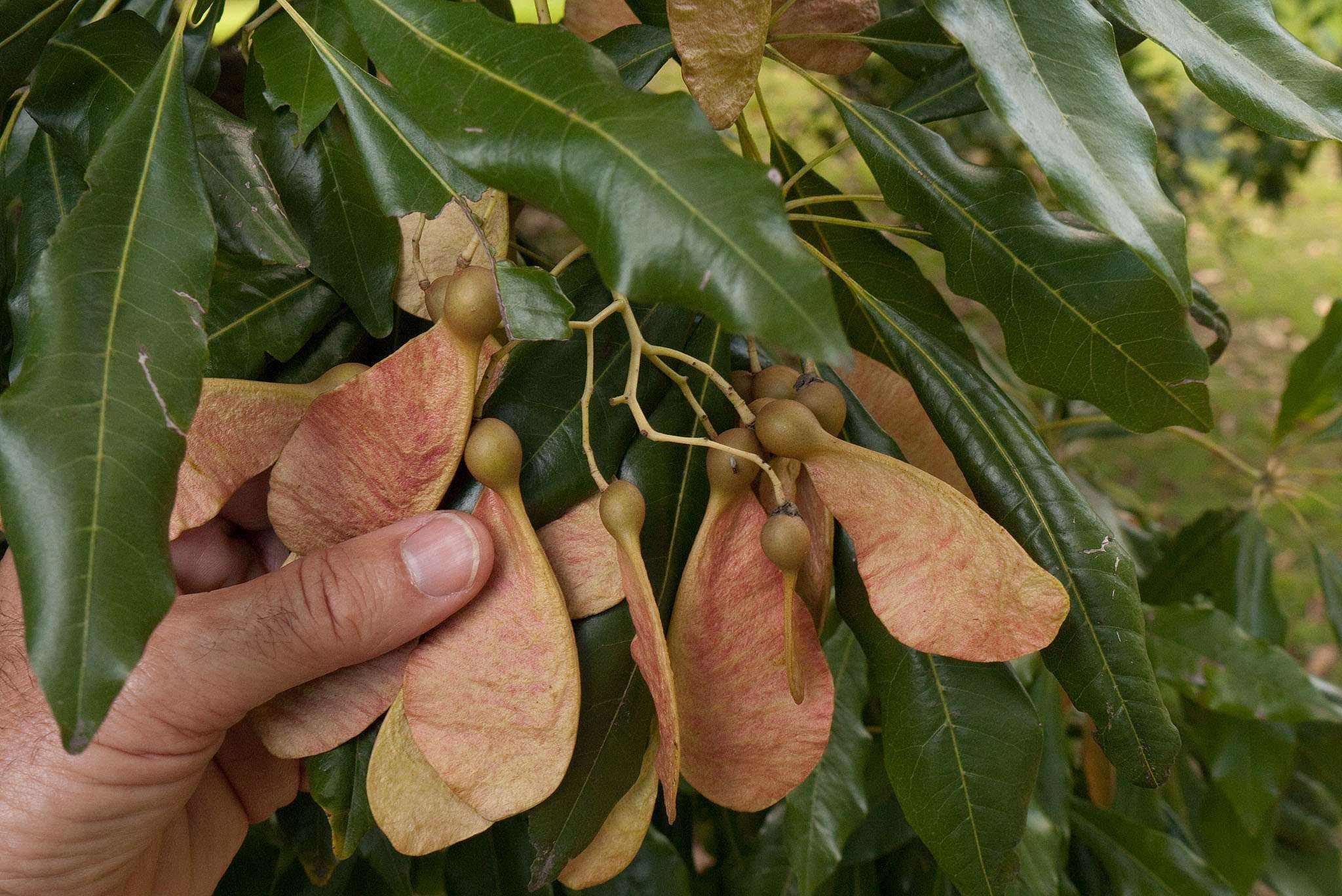 Argyrodendron actinophyllum