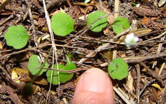 Lagenophora strangulata