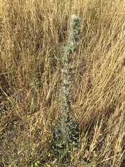 Echium glomeratum