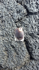 Isognomon