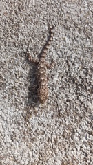 Tarentola mauritanica