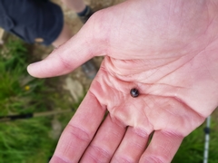 Glomeris transalpina