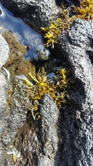 Drepanocladus