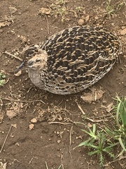 Nothoprocta perdicaria