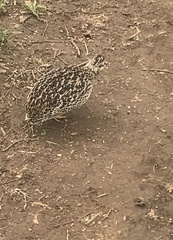 Nothoprocta perdicaria