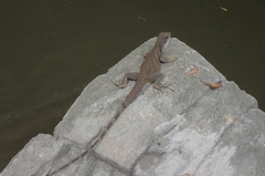 Physignathus cocincinus