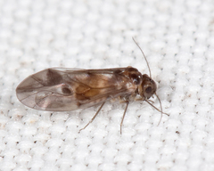 Peripsocus subfasciatus