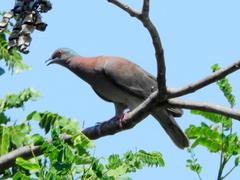 Patagioenas cayennensis
