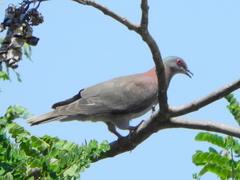 Patagioenas cayennensis