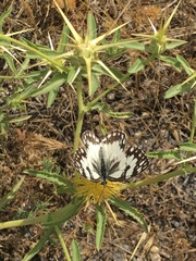 Melanargia titea
