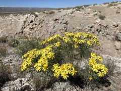 Senecio warnockii