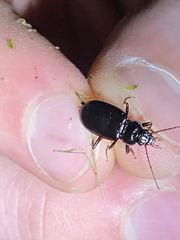 Nebria brevicollis