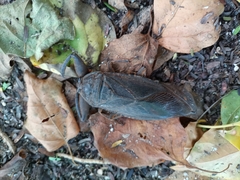 Lethocerus collosicus