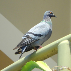Columba livia