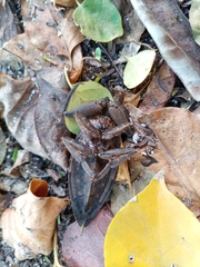 Lethocerus collosicus