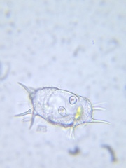 Xanthidium antilopaeum