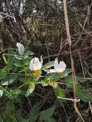 Solanum cardiophyllum