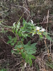 Solanum cardiophyllum