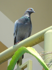 Columba livia