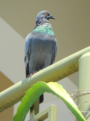 Columba livia