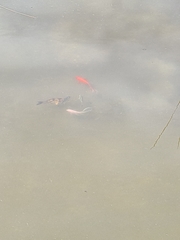 Cyprinus rubrofuscus