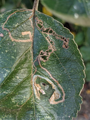 Stigmella sorbi