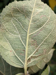 Stigmella sorbi