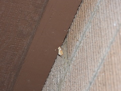 Prolimacodes trigona