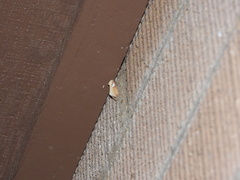 Prolimacodes trigona