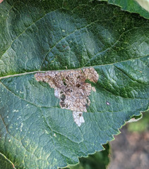 Callisto denticulella