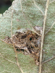 Callisto denticulella