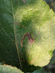 Stigmella sorbi