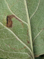 Stigmella sorbi