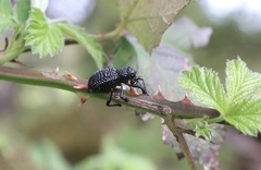 Aegorhinus superciliosus