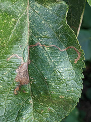 Stigmella sorbi