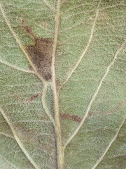 Stigmella sorbi