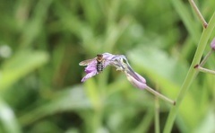 Toxomerus vertebratus