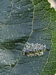 Phyllonorycter mespilella
