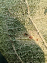 Phyllonorycter mespilella