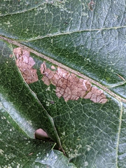 Callisto denticulella