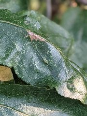 Callisto denticulella