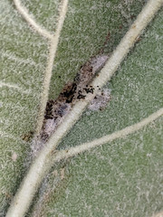 Callisto denticulella