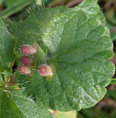 Rondaniola bursaria