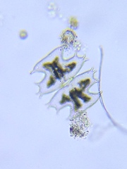 Micrasterias depauperata