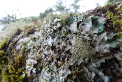 Pseudocyphellaria glabra