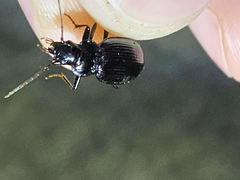 Nebria brevicollis