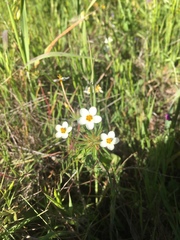 Leptosiphon parviflorus